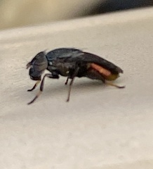Notogramma