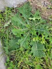 Cirsium vulgare