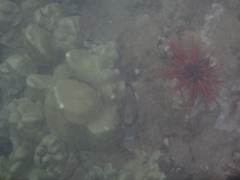 Heterocentrotus mamillatus