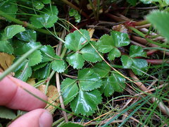 Ligusticum scothicum hultenii