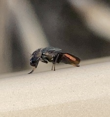 Notogramma