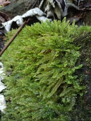 Plagiochila