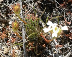 Stylidium crossocephalum