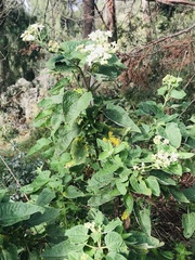 Montanoa tomentosa