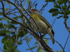 Cyclarhis gujanensis