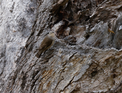 Climacteris picumnus