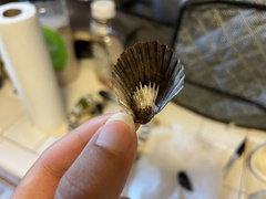 Argopecten irradians