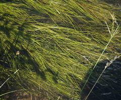 Potamogeton pusillus