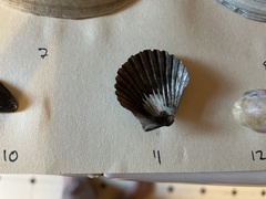 Argopecten irradians