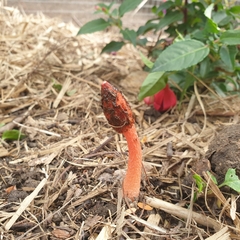 Phallus rubicundus