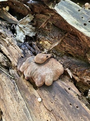 Lentinellus