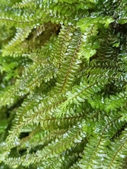 Plagiochila