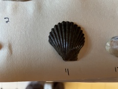 Argopecten irradians