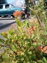 Spiraea