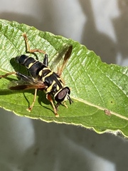Meromacrus acutus