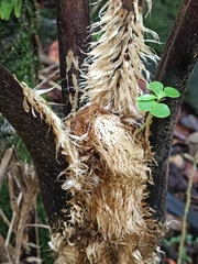 Cyathea arborea