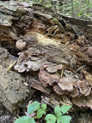 Lentinellus