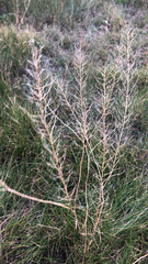 Sisymbrium loeselii