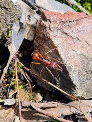 Myrmecia nigriscapa
