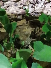 Trachycephalus typhonius