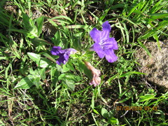 Ruellia lactea