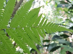 Cyathea arborea