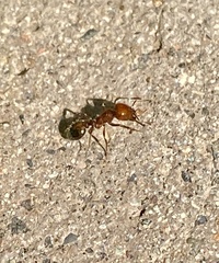 Solenopsis xyloni