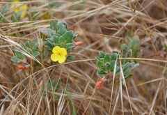 Camissoniopsis