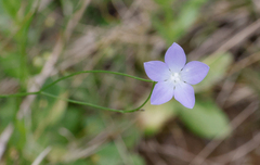 Wahlenbergia gracilis