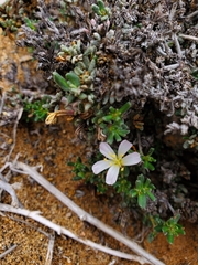 Frankenia chilensis