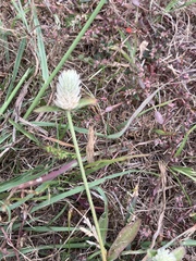 Gomphrena serrata