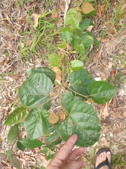 Commersonia bartramia