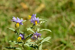 Solanum hindsianum