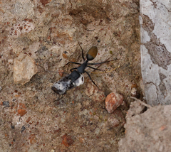Camponotus aeneopilosus