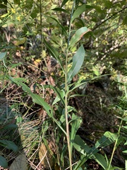 Solidago roanensis