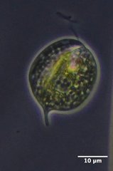 Phacus circulatus