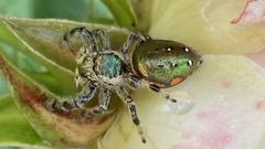 Paraphidippus aurantius