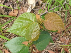 Commersonia bartramia