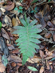 Steiropteris deltoidea