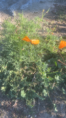 Eschscholzia californica