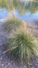 Muhlenbergia rigens