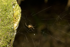 Theridion zantholabio