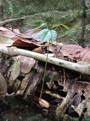 Dacryodes excelsa