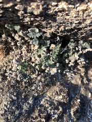 Myriopteris parryi