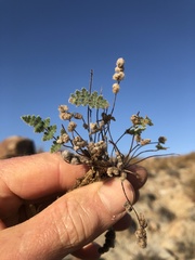 Myriopteris parryi