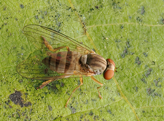 Lindneromyia