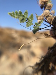 Myriopteris parryi