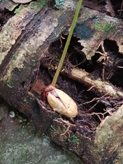 Dacryodes excelsa