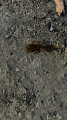 Neocurtilla hexadactyla