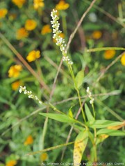 Persicaria hydropiperoides